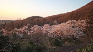 桜満開の花見キャンプ