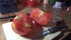 キャンプで採れたてトマト