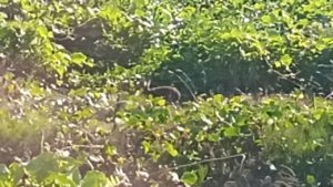 キャンプ地で野ウサギを発見