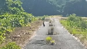 キャンプ地で野ウサギに遭遇