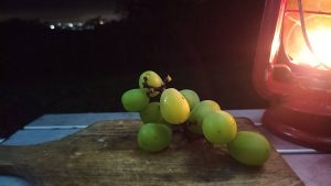 シャインマスカット