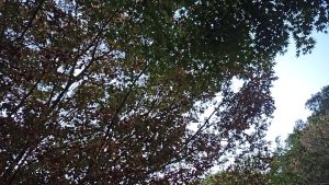 秋のキャンプ地