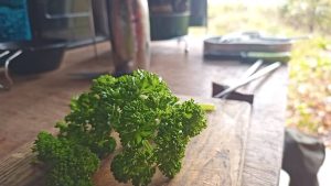 キャンプで生パセリ