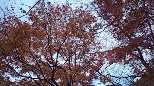 キャンプ地の紅葉