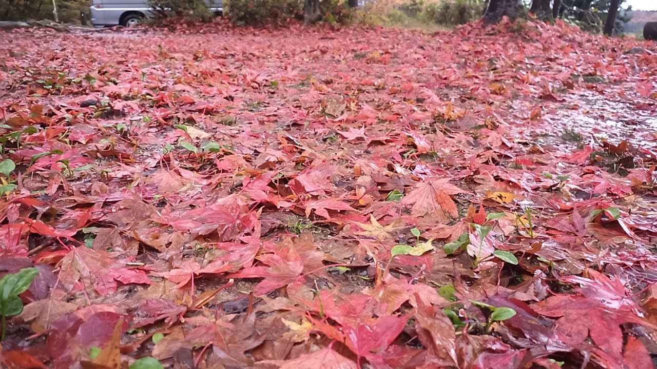紅葉とキャンプ