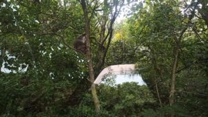 キャンプ地に出没したニホンザル