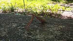 キャンプ地で見つけたカマキリ