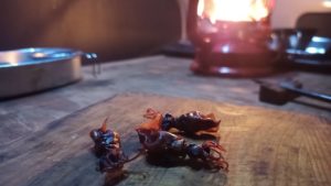 ホタルイカの干物